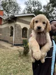 Female Purebred Golden Retriever Puppy, 14 Weeks Old - 4