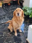 Female Purebred Golden Retriever Puppy, 14 Weeks Old - 5