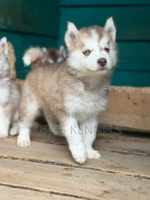 Purebred Siberian Husky Puppy - 1-3 Months Male