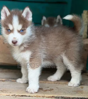 Purebred Siberian Husky Puppy - 1-3 Months Male