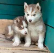 Purebred Siberian Husky Puppy - 1-3 Months Male - 2