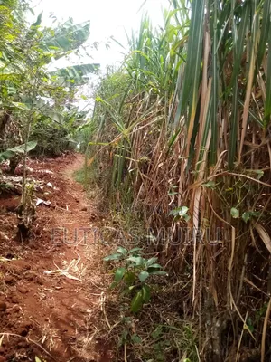 Napier Grass - 0.5 Acre Plot