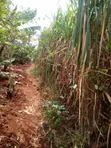 Napier Grass - 0.5 Acre Plot - 1