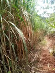 Napier Grass - 0.5 Acre Plot - 2