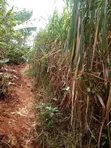 Napier Grass - 0.5 Acre Plot - 3