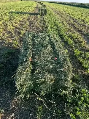 Alfalfa/Lucerne Hay - High Protein Livestock Feed