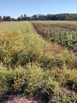 5 Acres Land for Sale along Ndunyu Njeru-Kinangop Road - 3
