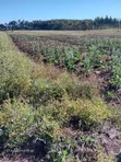 5 Acres Land for Sale along Ndunyu Njeru-Kinangop Road - 4