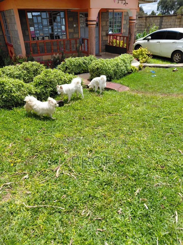 Purebred Japanese Spitz - 6-12 Months Male - 1