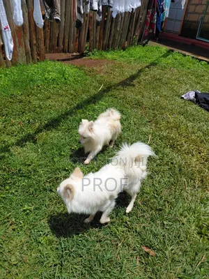Purebred Japanese Spitz - 6-12 Months Male
