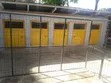 Mbwa wa Kijapani Spitz Safi - Dume Miezi 6-12 - 3