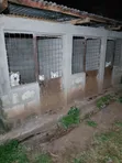 Mbwa wa Kijapani Spitz Safi - Dume Miezi 6-12 - 5