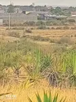 Kinanie Near Town 50x100 Residential Plots - 2