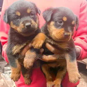 Purebred Rottweiler Puppy (1-3 Months)