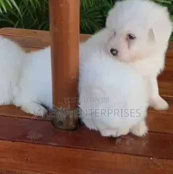 1-3 Month Male Purebred Havanese Puppy - 1
