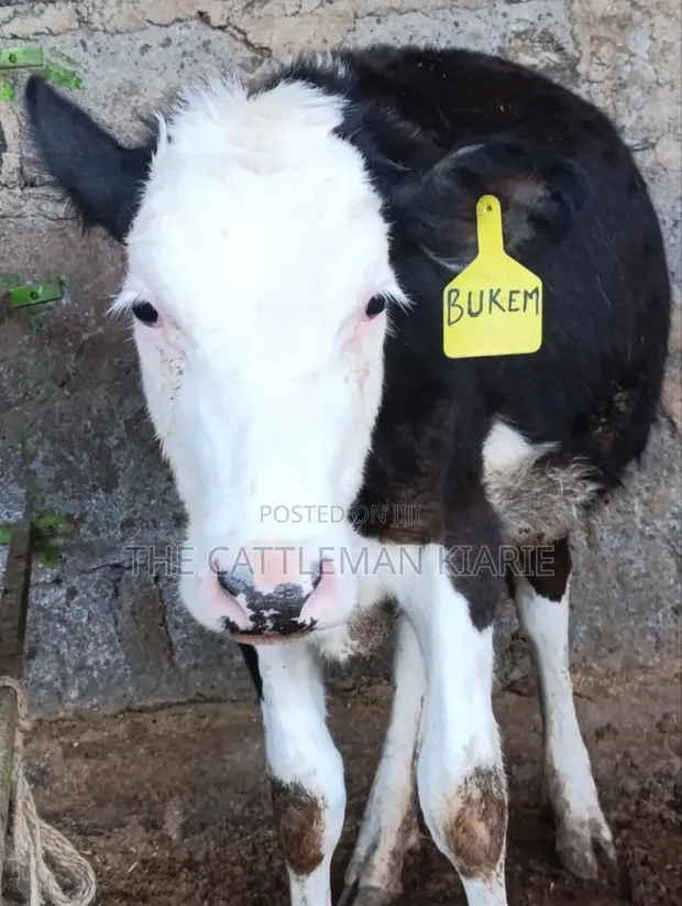 Pedigree Fleckvieh Heifer for Sale - 1