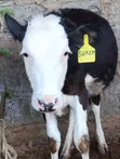 Pedigree Fleckvieh Heifer for Sale - 1