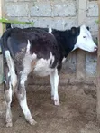 Pedigree Fleckvieh Heifer for Sale - 2