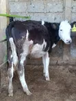 Pedigree Fleckvieh Heifer for Sale - 3