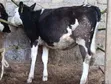 Pedigree Fleckvieh Heifer for Sale - 4