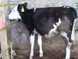 Pedigree Fleckvieh Heifer for Sale - 5