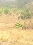 Lukenya Road Land for Sale: 5, 10, 15 Acres Off Mombasa Road - 2