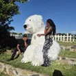 Bear Mascot kwa Ajili ya Kukodisha - Sherehe za Watoto, Matukio & Matangazo - 1
