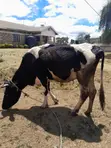 Friesian Cow - 1