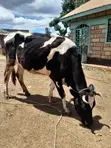 Friesian Cow - 2