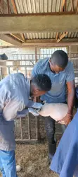TailTales Veterinary Services - 2