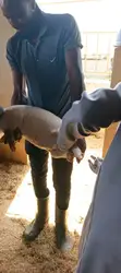 TailTales Veterinary Services - 3