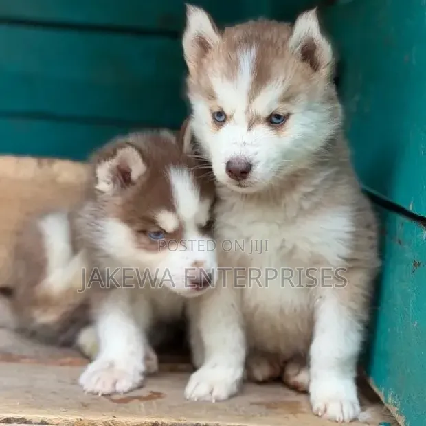 Male Purebred Siberian Husky Puppy (1-3 Months) - 1