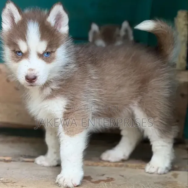 Female Purebred Siberian Husky Puppy (1-3 Months) - 1