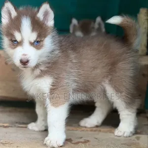Female Purebred Siberian Husky Puppy (1-3 Months)