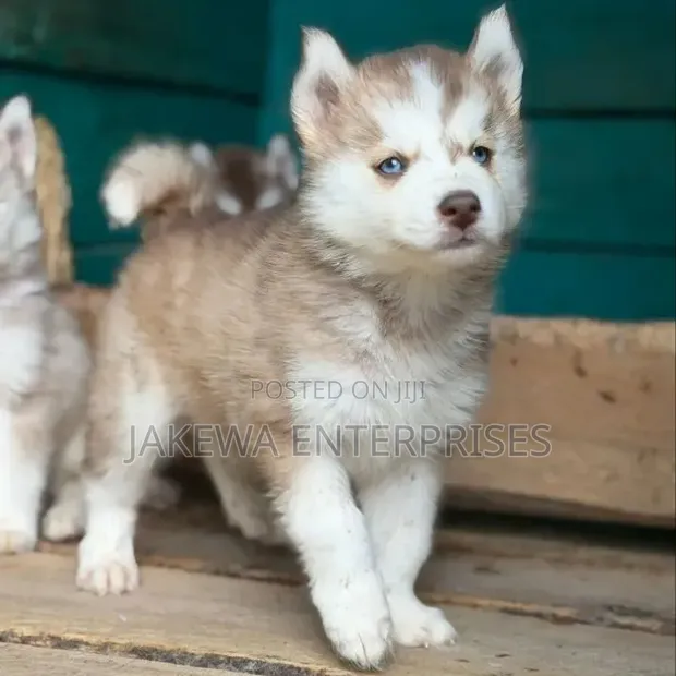 Male Purebred Siberian Husky Puppy (1-3 Months) - 1