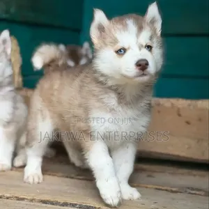Male Purebred Siberian Husky Puppy (1-3 Months)