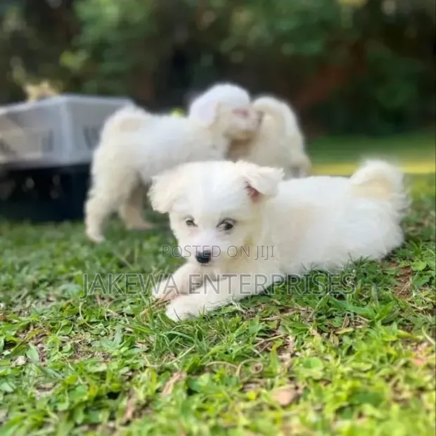 Purebred Havanese Puppy - 1-3 Months Male - 1