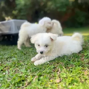 Purebred Havanese Puppy - 1-3 Months Male