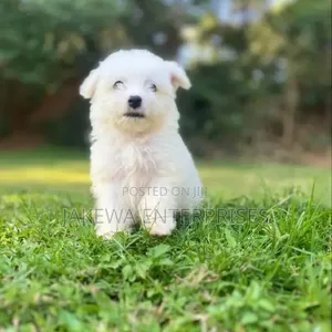 Female Purebred Havanese Puppy (1-3 Months)