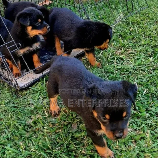 Purebred Rottweiler Puppy, 1-3 Months Old - 1