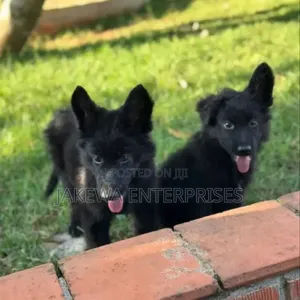 Purebred German Shepherd Puppy - 1-3 Months Male