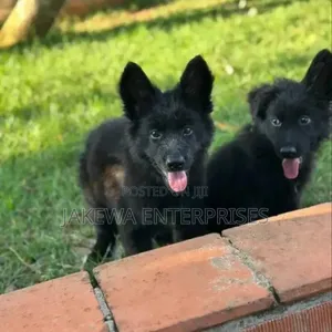 1-3 Month Female Purebred German Shepherd Puppy