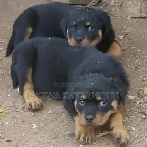 Purebred Rottweiler Puppy (1-3 Months)
