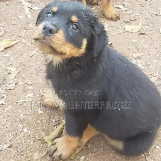 Female Purebred Rottweiler Puppy (1-3 Months) - 1