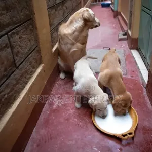 Female Purebred Labrador Retriever Puppy (1-3 Months)