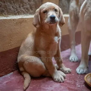 Male Purebred Labrador Retriever Puppy (1-3 Months)