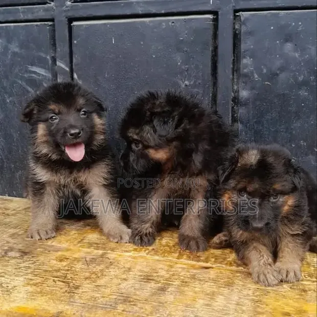 1-3 Months Male Purebred German Shepherd Puppy - 1