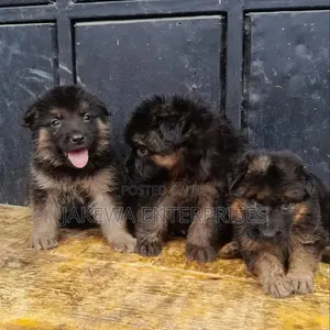 1-3 Months Male Purebred German Shepherd Puppy