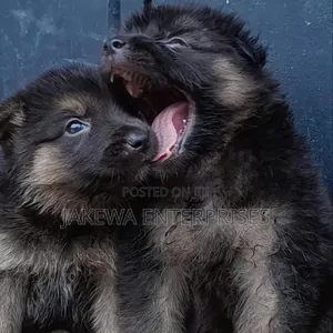 1-3 Month Female Purebred German Shepherd Puppy