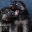 1-3 Month Female Purebred German Shepherd Puppy - 1